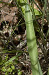 False aloe